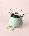 happy_pot_y_ceropegia