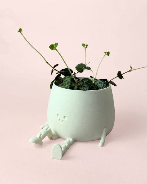 happy_pot_y_ceropegia