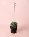 Haworthia Big Band M - Pur Plant