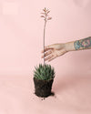 Haworthia Big Band M - Pur Plant