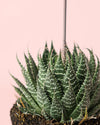 Haworthia Big Band M - Pur Plant