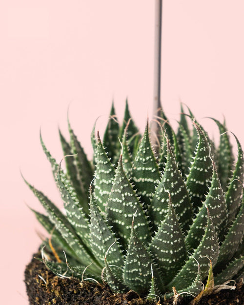 Haworthia Big Band M - Pur Plant