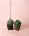 Haworthia Big Band M - Pur Plant