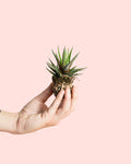 Haworthia Big Band Mini