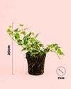Hedera Helix Mix Mini - Pur Plant