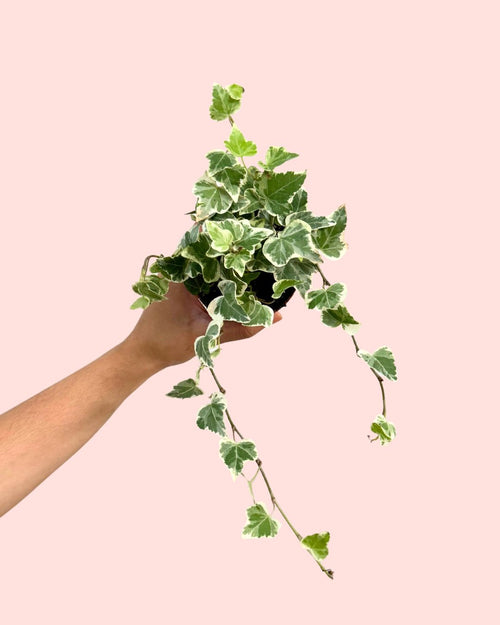 hedera-helix-mix-mini-