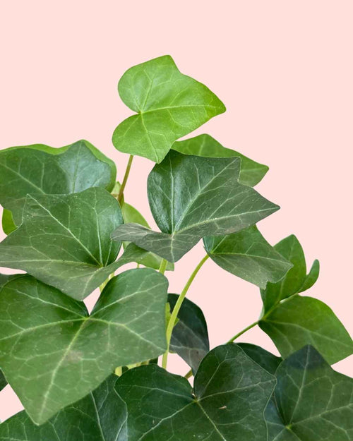 Hedera Hibernica - Hiedra Mini - Pur Plant