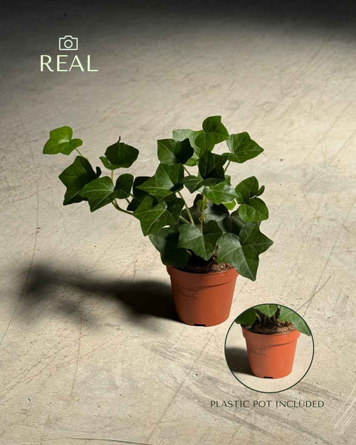 Hedera Hibernica - Hiedra Mini - Pur Plant