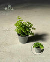 Helecho Adiantum Raddianum Mini - Pur Plant