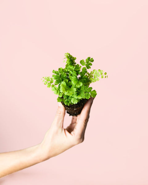 Feto Adiantum Raddianum Mini