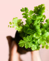 Helecho Adiantum Raddianum Mini - Pur Plant