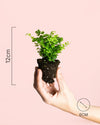Helecho Adiantum Raddianum Mini - Pur Plant