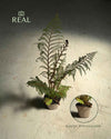 Helecho Arborescente - Cyathea tomentosissima M - Pur Plant
