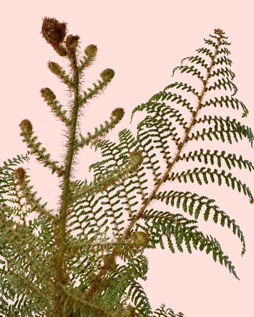 Helecho Arborescente - Cyathea tomentosissima M - Pur Plant