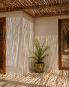 Helecho Arborescente - Cyathea tomentosissima M - Pur Plant