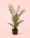 Feto Arbóreo - Cyathea tomentosissima M
