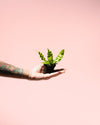 Helecho Asplenium Crispy Wave Mini - Pur Plant