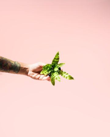 Feto Asplenium Crispy Wave Mini