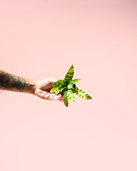 Feto Asplenium Crispy Wave Mini