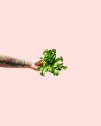Feto Asplenium Leslie Mini
