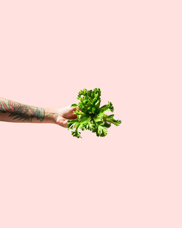 Feto Asplenium Leslie Mini