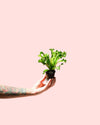 Helecho Asplenium Leslie Mini - Pur Plant