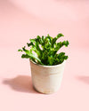 Helecho Asplenium Leslie Mini - Pur Plant