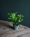 Helecho Asplenium Leslie Mini - Pur Plant