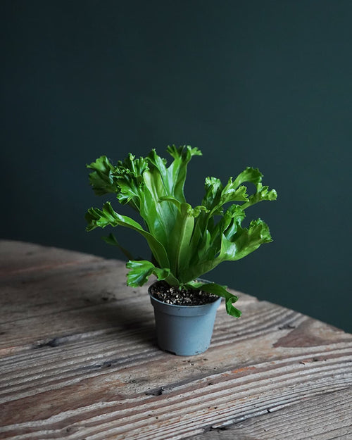 Helecho Asplenium Leslie Mini - Pur Plant