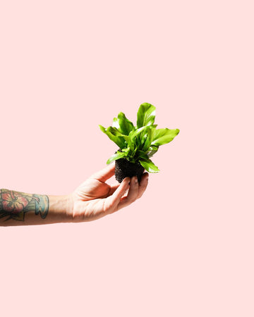 Feto Asplenium Nidus Mini