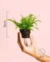 Helecho Mini - Pur Plant