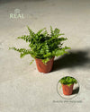 Helecho Mini - Pur Plant