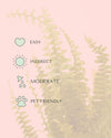 Helecho Nefrolepis – Helecho de Boston M - Pur Plant