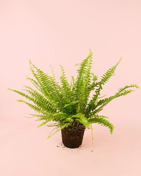 Feto Nephrolepis – Feto de Boston M