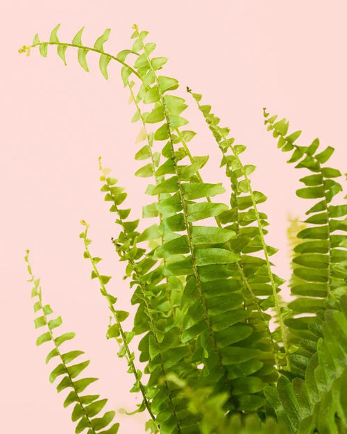 Helecho Nefrolepis – Helecho de Boston M - Pur Plant