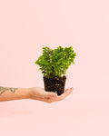 Selaginella Martensii - Musgo-Tapete