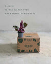 Hemigraphis Snow White Mini - Pur Plant