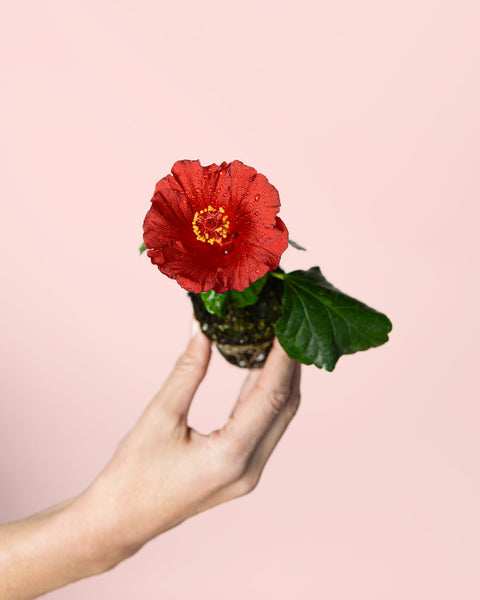 Hibisco Flor Mix Mini