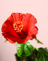 Hibiscus Flor Mix Mini - Pur Plant