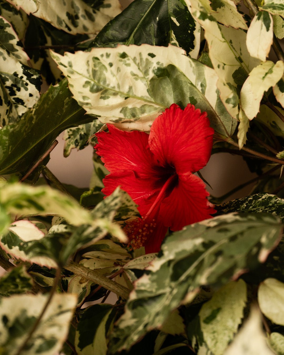 Hibiscus Variegado Mini - Pur Plant