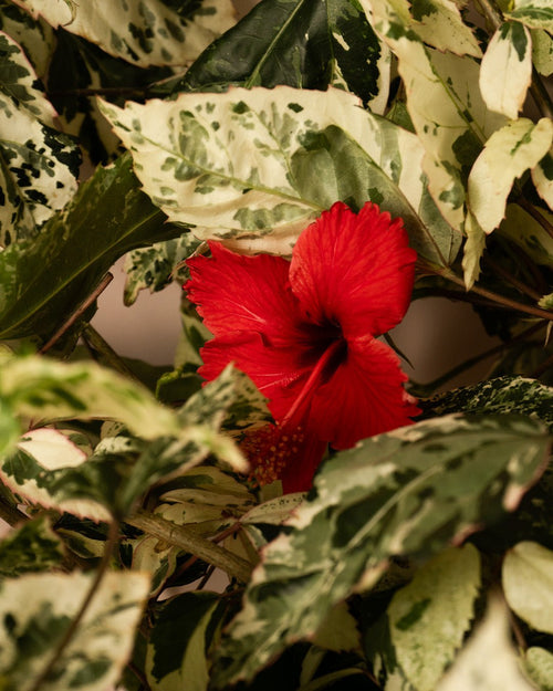 Hibiscus Variegado Mini - Pur Plant