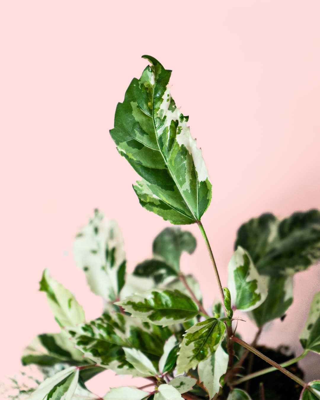 Hibiscus Variegado Mini - Pur Plant