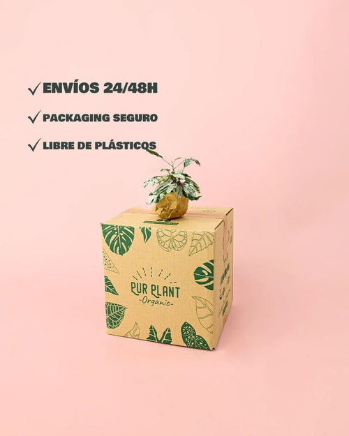 Hibiscus Variegado Mini - Pur Plant