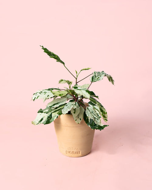 Hibiscus Variegado Mini - Pur Plant