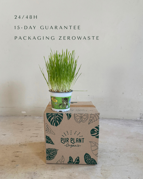 hierba-para-gatos-mini-packaging