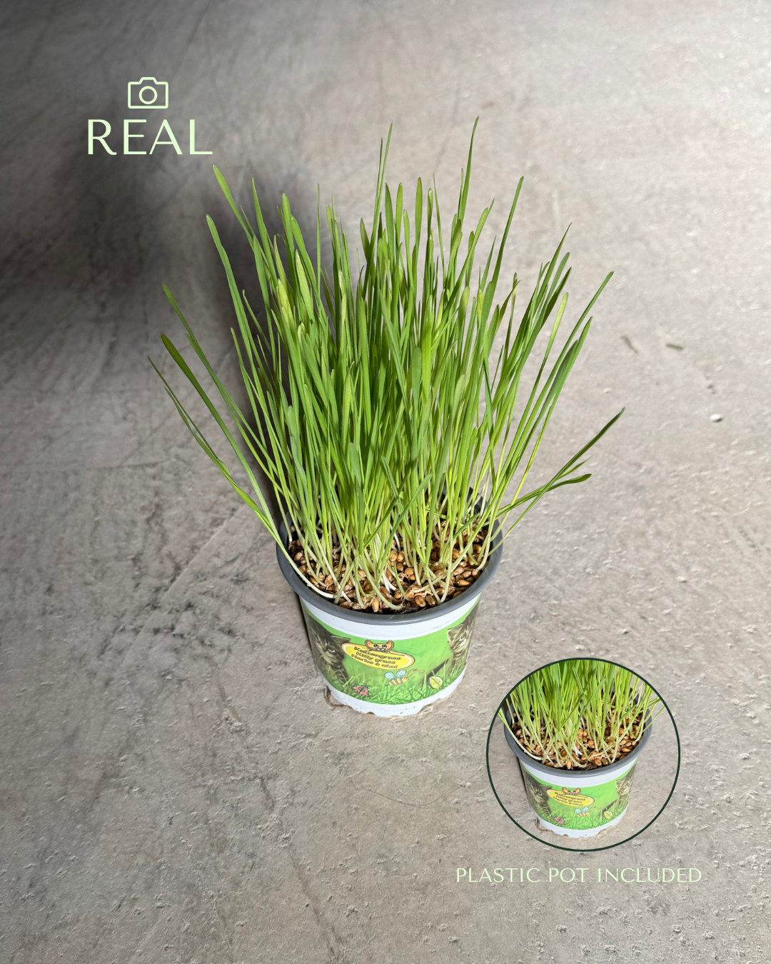 hierba-para-gatos-mini-real