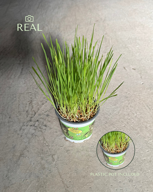 hierba-para-gatos-mini-real