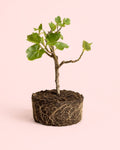 Figueira Bonsai - Ficus Carica
