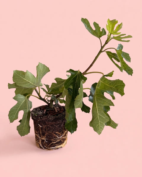 Figueira Bonsai - Ficus Carica