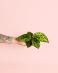Homalomena Camuflagem Mini